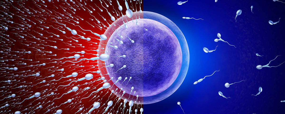 Heat Exposure and Sperm: Saunas, Hot Baths and Male Fertility